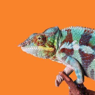 Reptile - Pets971.com