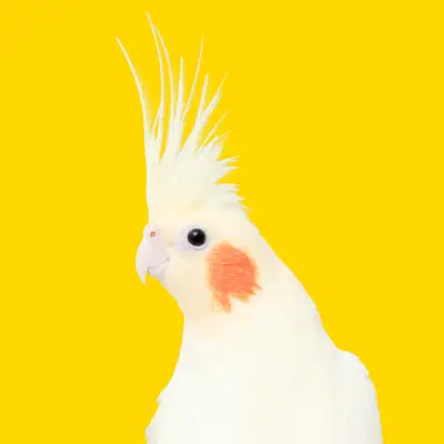 Bird - Pets971.com