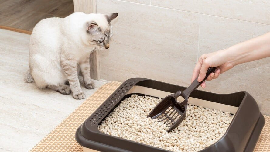 Cat Litter Box