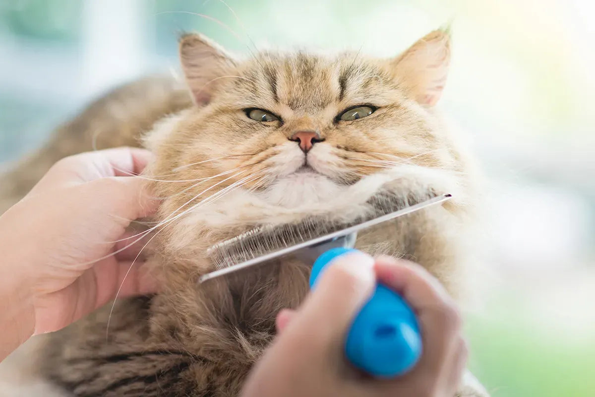 Cat Grooming