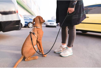 Durable Nylon Non-Slip Leash With Comfortable Padded Handle And Highly Reflective Leash For Medium To Large Dogs，Carry-On Litter Box