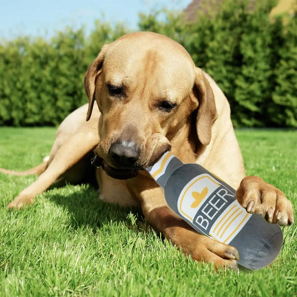 3 Pcs Pet Squeak Toys,Funny Plush Squeaky Toys for Dogs and Cats,Beer Bottle Plush Dog & Cat Squeak Toy,Cat Catnip Toys,Presents for Pets Pets971.com